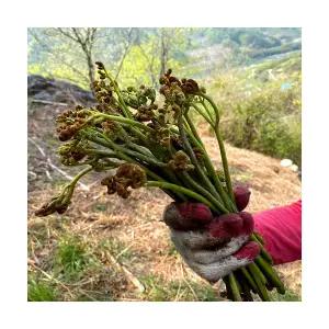 지리산 햇고사리 300g 600g 국산 건고사리 자연산 야생 말린 고사리
