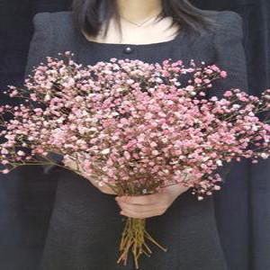 핑크 안개꽃 분홍 생화 부케 웨딩촬영 꽃다발 예쁜꽃다발 생화 고속터미널꽃시장