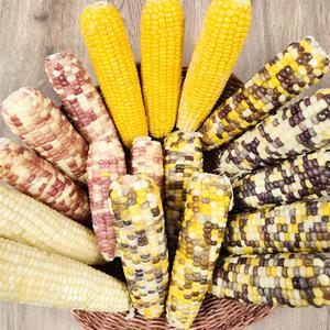 급냉 특대 찰옥수수 3종 혼합 홍찰 알록이 노랑이 10개