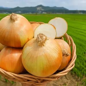 25년 햇 국내산 양파 단단한 햇양파 중 대 특 5kg 10kg