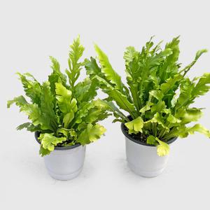 마이플랜트 캄피오 아비스  고사리 중형 공기정화 인테리어 식물 모종