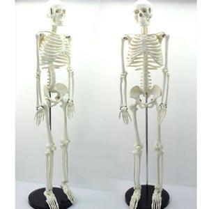 인체 축소 전신 골격 모형 85cm 의대학습용 교보재