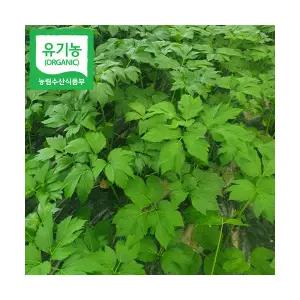 국내산 친환경 유기농 신선초 녹즙 샐러드용 1kg 2kg 3kg 주스용 쥬스용