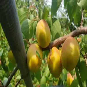 살구나무 왕살구 하코트 접목2년생 분묘(수분수 살구와 혼합 식재 필수)