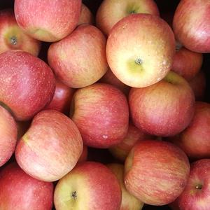 경북 사과 청송 안동 부사 가정용 5kg