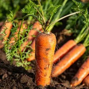 제주 구좌 흙당근 10kg 상