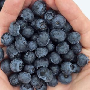 고당도 생블루베리 125g x 4팩 블루베리