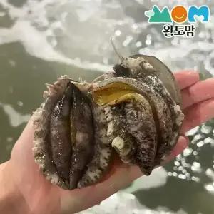 완도 활 전복 1kg 14-16미 전복 횟감용 구이용 찜용 살아서 도착 + 세척솔 증정