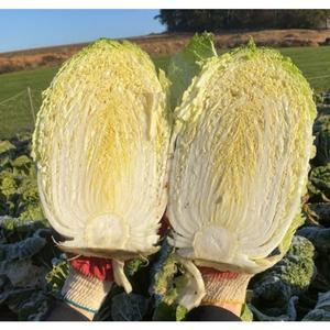 담백하고 깔끔한 뒷맛 국내산 알배기 쌈배추 알배추