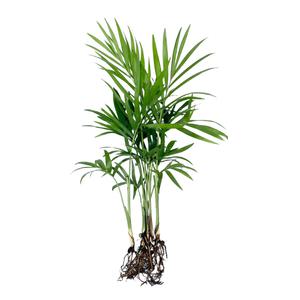 글라스가든 뿌리 세척 테이블야자 모종 관엽식물 수경재배 수생 식중 실내공기정화식물 6뿌리