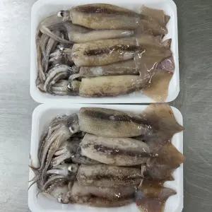 원양 급냉 초코 오징어 1kg 10-14미 원양산오징어 급냉오징어 배오징어 수입 냉동 오징어 손질 오징어