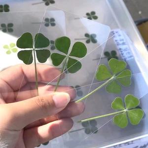 모든 네잎클로버 코팅카드 책갈피 부적 행운 백꾸 지갑 합격 취업 기원 애인 친구 선물