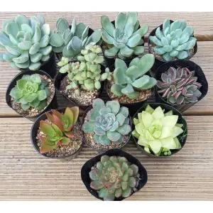미니다육12종 중형다육10종 바위솔10종 토분 전용토 마사 다육이 다육이식물 테라리움 테라리움만들기 색돌