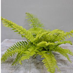 무늬보스톤고사리(수입식물) 밥이 많아요 높이20~30cm