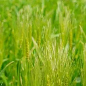 한국 청보리 녹비 보리 재래종 원예 씨앗 종자 20g/식물/키우기/학습/교구/재배/채소/미니/홈가드닝/씨