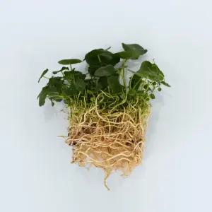 워터코인 세척 모종 소형 수경재배 식물 키우기쉬운 인테리어 실내공기정화 식물