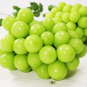 국내산 김천 고당도 샤인머스켓 대형 4kg 4-5수