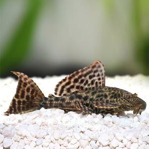 [춘자네수족관]열대어, 나비비파 [4cm급, 1마리]