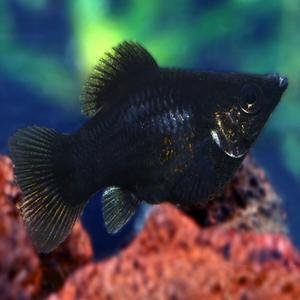 [춘자네수족관]열대어, 블랙 풍선몰리[5마리]