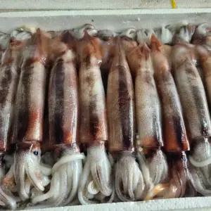 냉동 군산 물갈퀴 오징어 5미