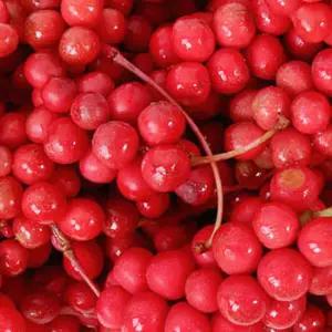 문경 오미자 당절임 6kg