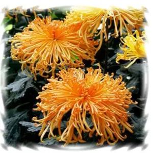 꽃모종 국화(대국)-재보(태관)  9cm분 2개