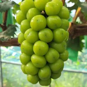 [해인들농장] [명절선물]수출용 샤인머스켓 2kg (2수) gap우수관리농장