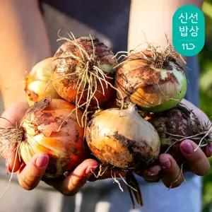 싱싱한 국내산 햇 양파 10kg 중 (실중량)