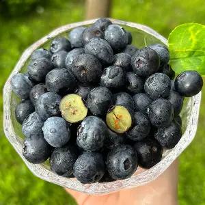 신선한 생 블루베리 750g 특대 미국산 블루베리 생과 칠레산블루베리 미국블루베리 미국생블루베리