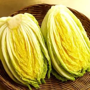 [25년 김장철] 알찬배추 김장 절임배추 20kg (7-9쪽)