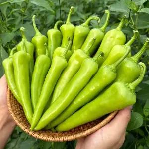 국내산 혈당조절 당조고추 2kg