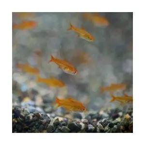 [주니멀열대어]엠버[소형어]앰버테트라 10마리세트관상어