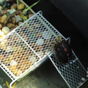 [콩심팥심]철제 휴식처 터틀팟 육지 휴식공간 사육장 거북이