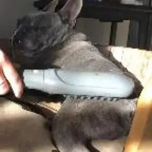 오너클랜 토닥스 강아지 슬개골 마사지기 루시 고관절  WFHBJHT)