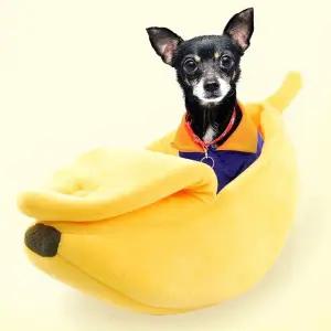 [골드스마일]강아지 고양이 바나나 집