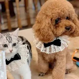 [콩심팥심]애견 애묘 레브 블랙 벨벳 레이스 넥 스카프 악세사리