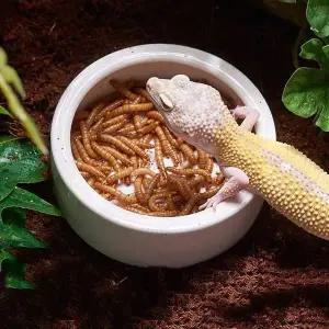 [콩심팥심]파충류 도자기 밥그릇 물그릇 식기 원형 대형 음식용기 사료용기