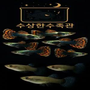 [수상한수족관] [ 구피 ] 모자이크 빅이어구피 수컷5+암컷5 세트 / 10마리 / 랜덤발송