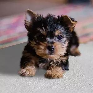 [골드스마일]애완동물 알루미늄 패드 L