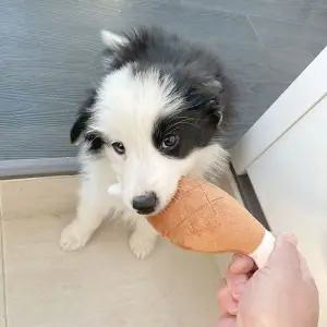 [골드스마일]애견장난감 뼈다귀 모양 인형