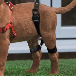 [골드스마일]강아지 고관절 보호대 S 탈골 방지 보호 벨트