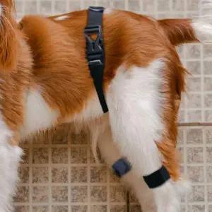 [골드스마일]강아지 고관절 보호대 패드 M 애완동물 보호 벨트 방지벨트