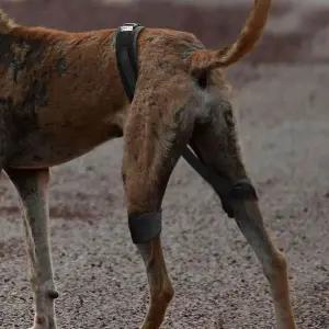 [골드스마일]강아지 고관절 보호대 벨트 L 반려견 보호 보조기