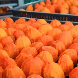 정성들여 말린 간식 대봉 반건시 800g(8-10과)