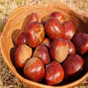 25년 햇밤 부여밤 알밤 (특) 3kg