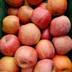 청송 꿀 사과 10kg 50과내외 중대과 못난이사과 청송 부사 사과 청송사과 햇사과 햇부사 사과 흠사과