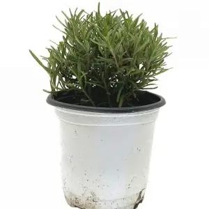 베하몰 실내 화초 로즈마리 허브 약7cm/식물/화분/씨앗/재배/원예용/가정용/선물용/가드닝/키트/텃밭