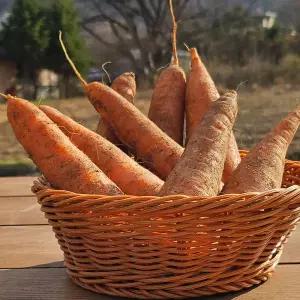 청정자연이 키운 제주 구좌 당근 못난이 흙당근 가정용 10kg 왕