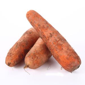 제주 구좌 햇 흙당근 10kg(중/왕/상/특사이즈) 국내산 당근