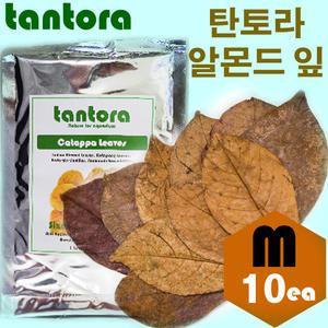 탄토라 알몬드잎 M 10장 /수족관 어항 수조 수질개선 영양제 PH안정 발색강화 구피 열대어 쉬림프 CRS